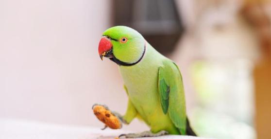 Why Do Parrots Throw Their Food Away?