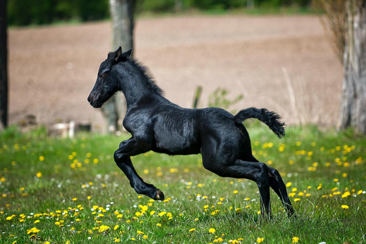 How Long Does a Horse Live?