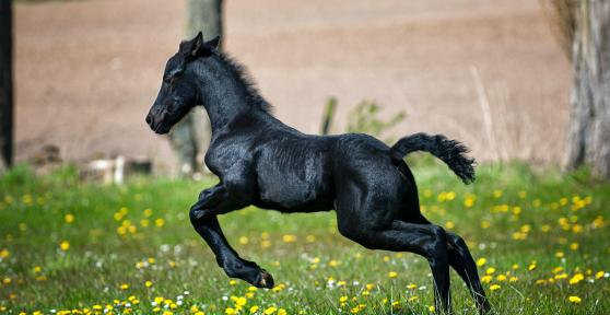 How Long Does a Horse Live?
