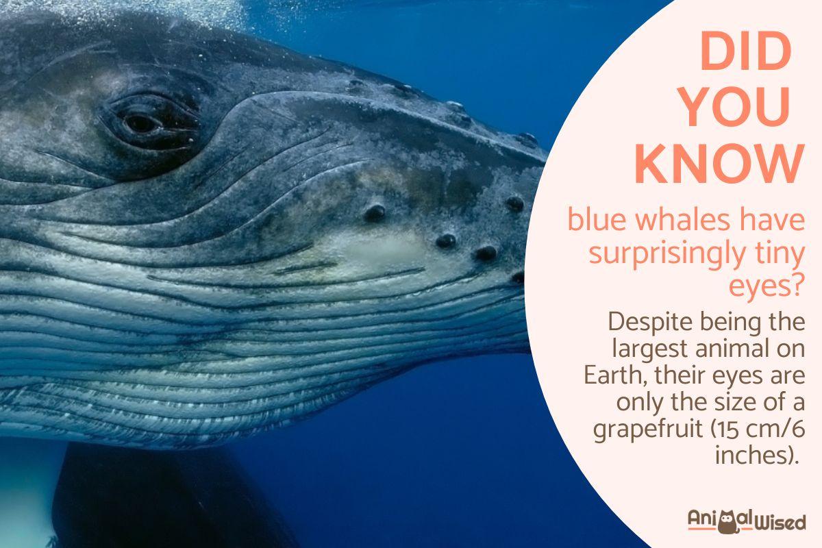 Interesting Facts About Blue Whales
