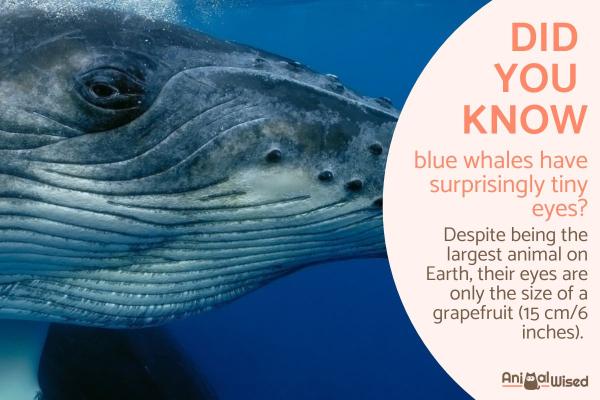 Interesting Facts About Blue Whales