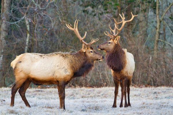 Where Do Reindeer Live? - Distribution of reindeer