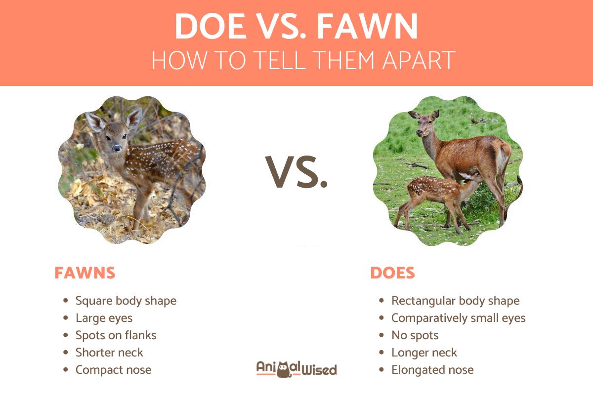 Doe vs. Fawn Deer Comparison