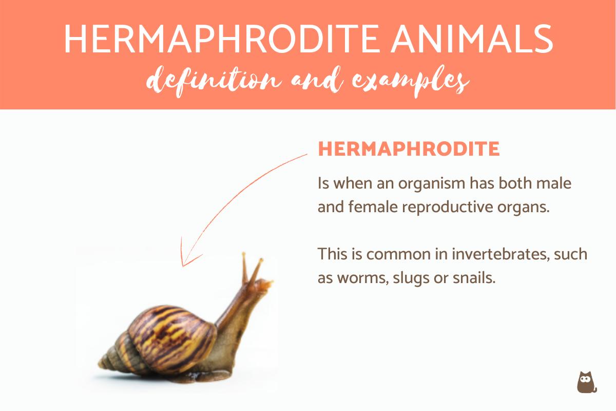 Hemaphrodites What Are Hermaphrodite Animals? - Definition and Full List!