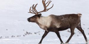 Where Do Reindeer Live?