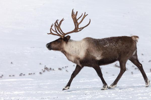 Where Do Reindeer Live?