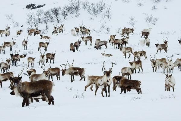 Where Do Reindeer Live? - Where do reindeer migrate to?