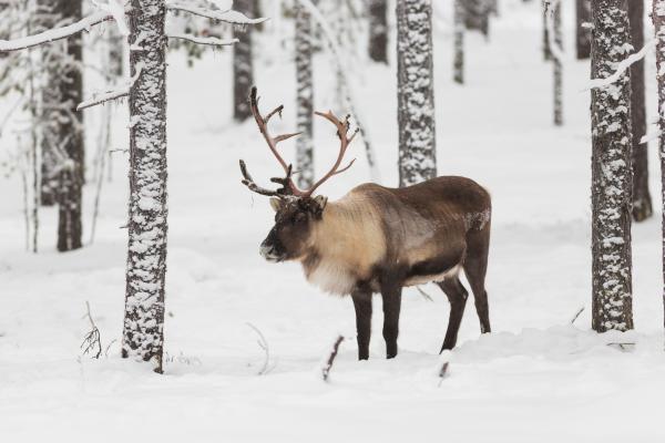 Where Do Reindeer Live? - Where to see reindeer in the wild?
