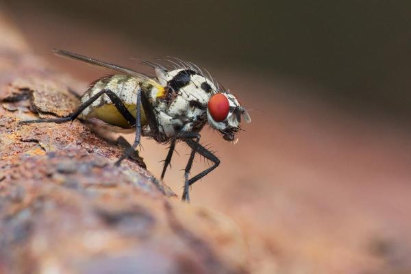 Can Flies Actually Bite Humans Types Of Biting Flies Symptoms And