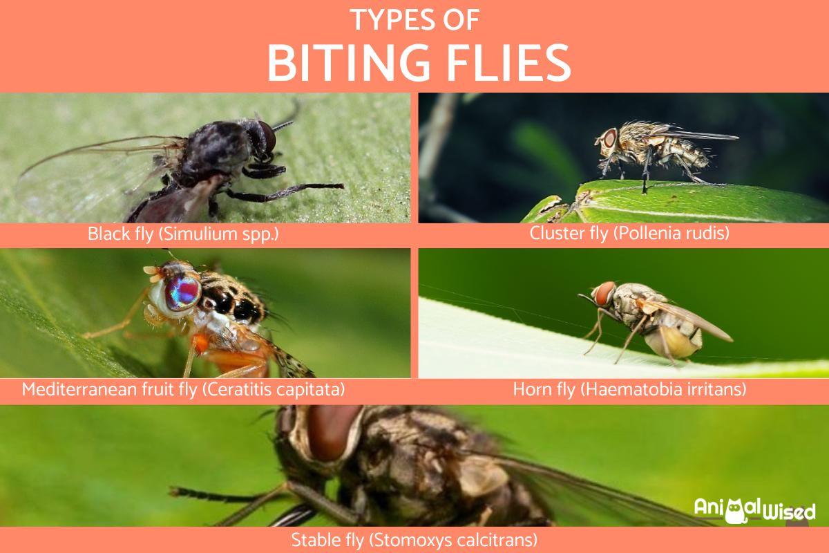 Uncovering The Truth Do Phorid Flies Bite Humans - vnnpcfv