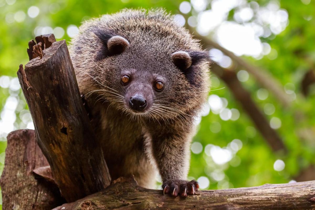 What Is a Binturong? - Bearcat Characteristics
