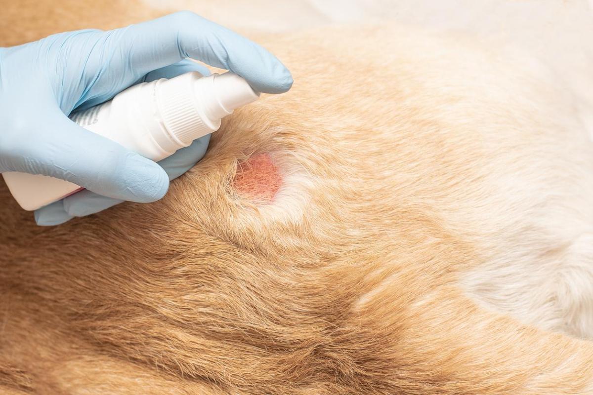 Is Calamine Lotion on Dogs Safe?