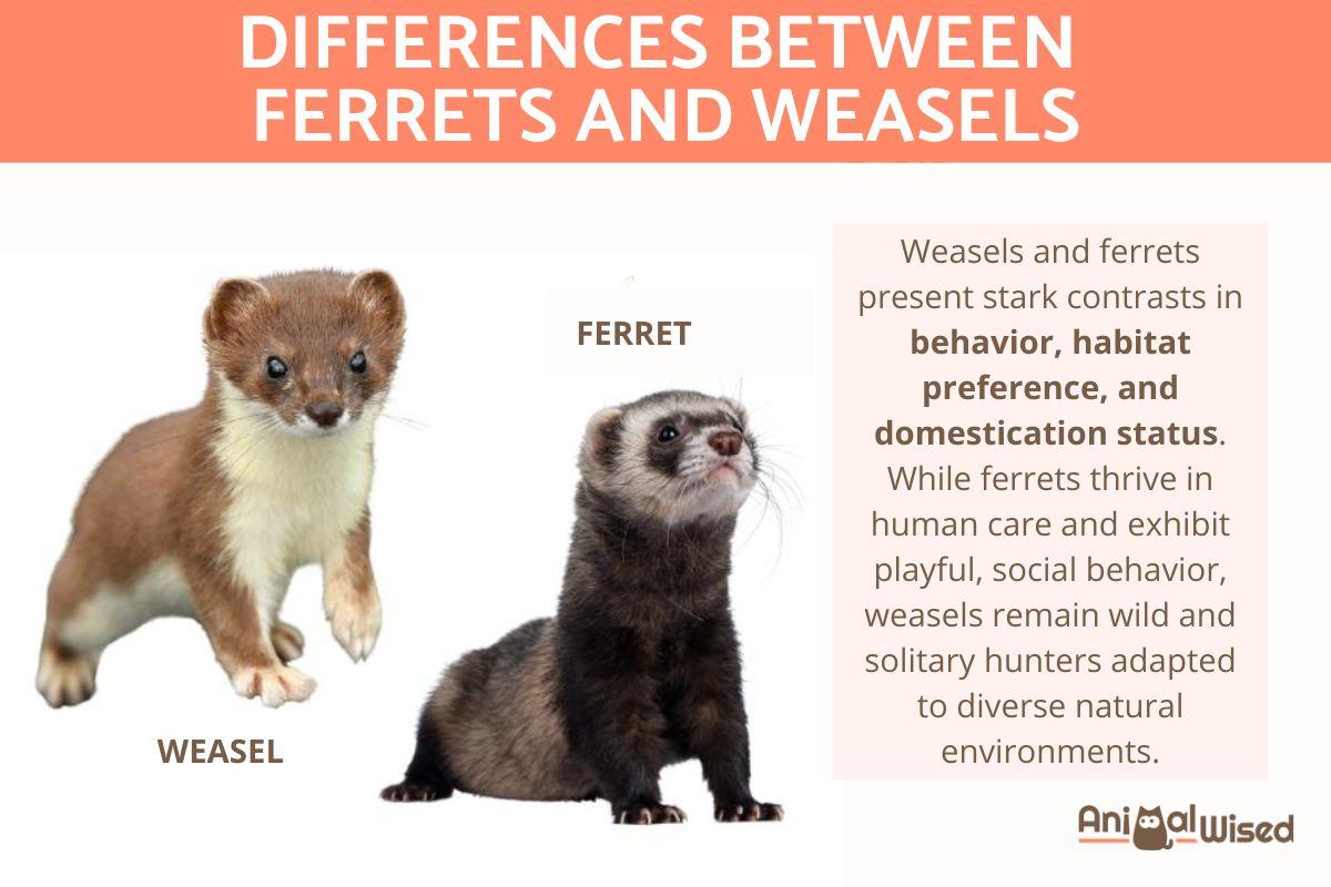 Differences Between Ferrets and Weasels