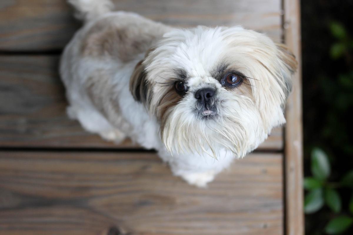 7 Shih Tzu Haircuts with Photos