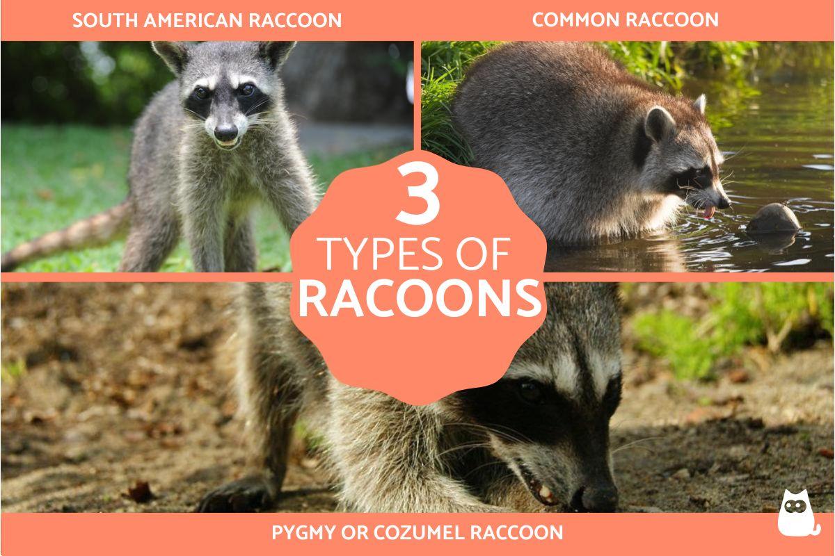 Types of Raccoons Around the World
