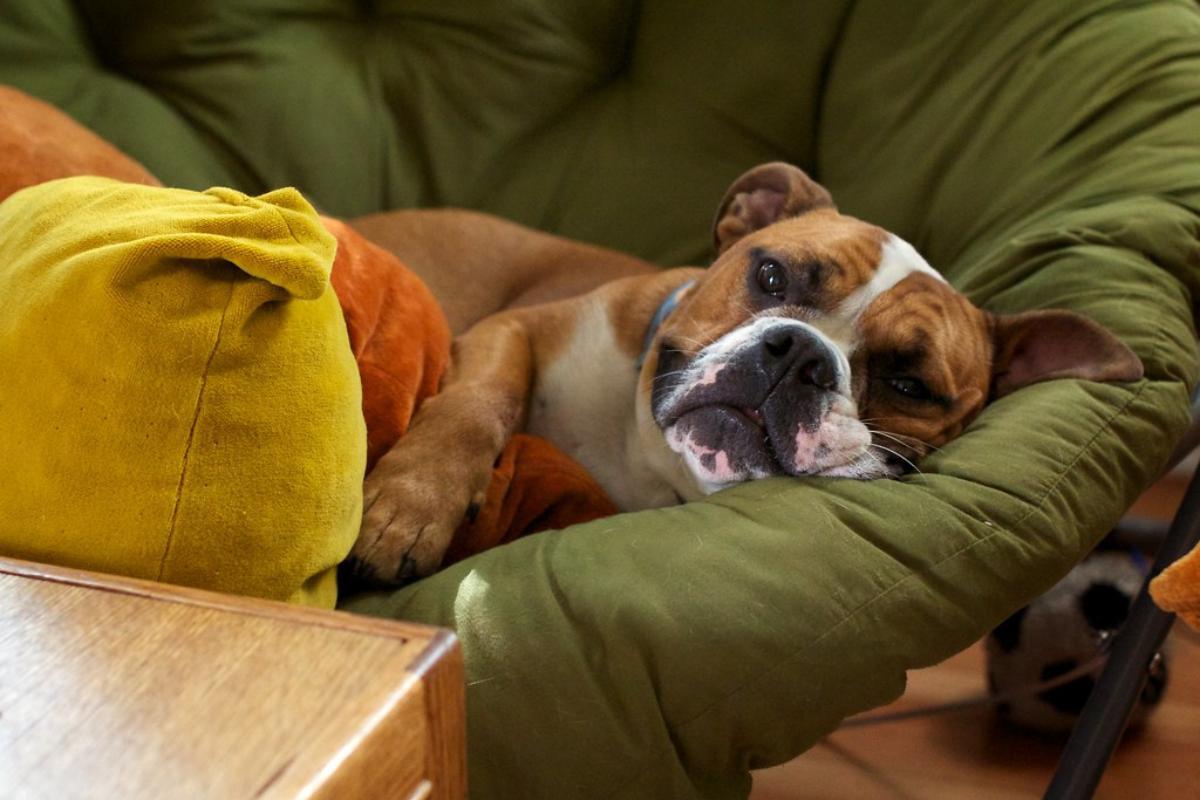 Blood Clots in Dogs - Causes and Treatment