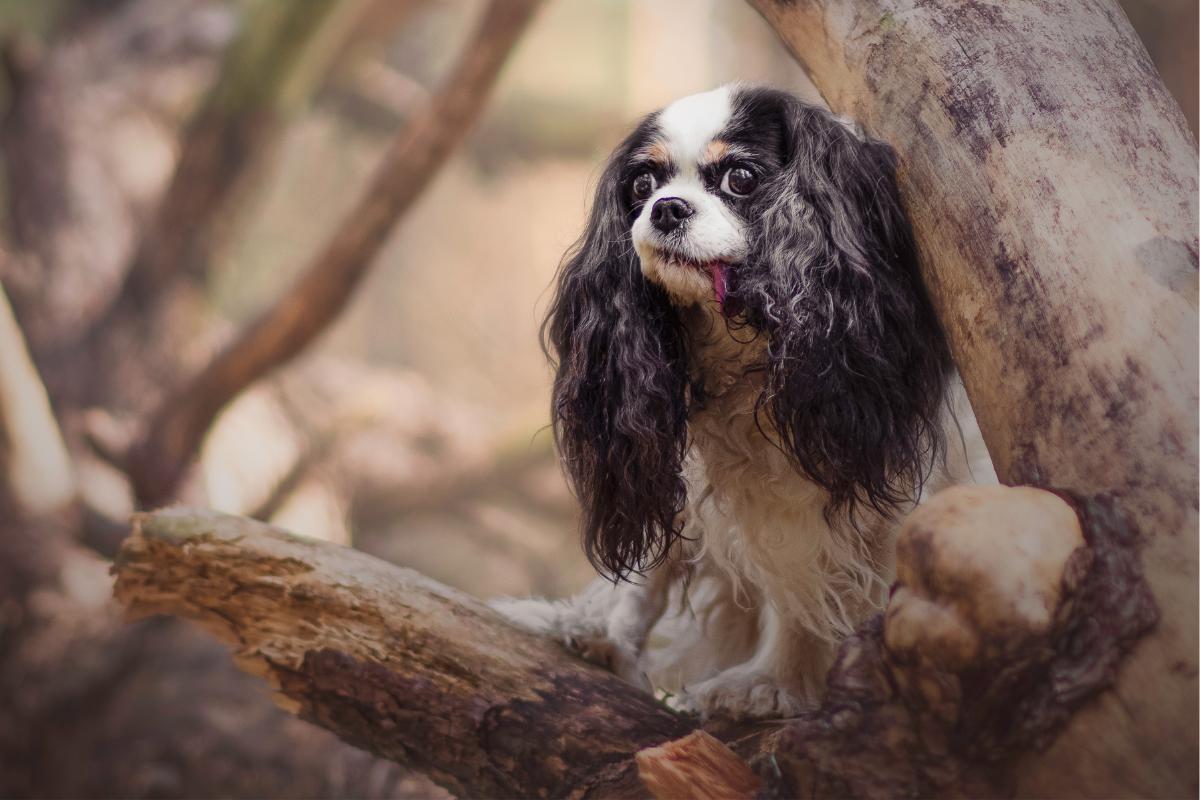 How to Remove Sticky Resin from Your Dog's Fur