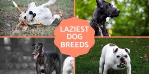 Laziest Dog Breeds - Low-Energy Dog Breeds