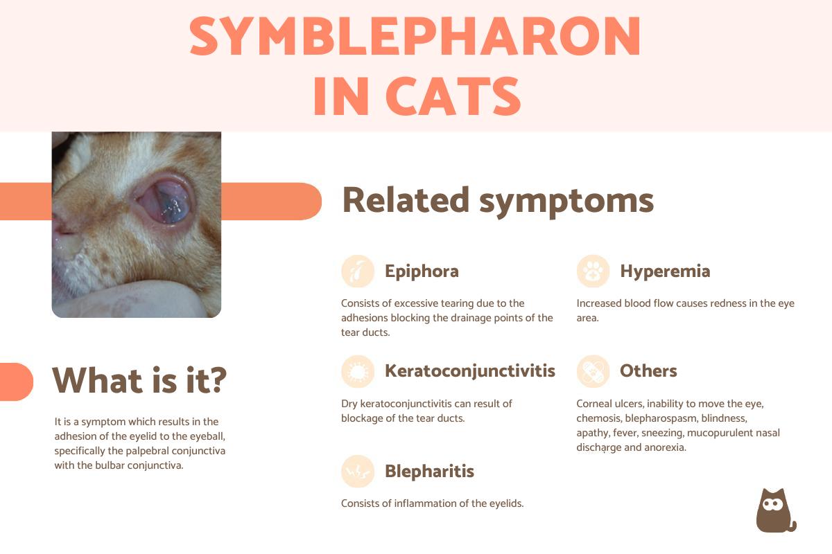 Symblepharon in Cats - Causes and Treatment With Photos