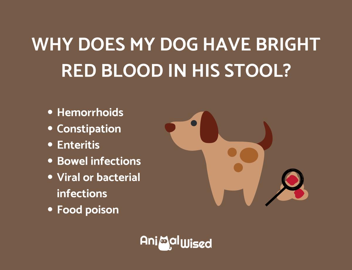 Why Does My Dog Have Bright Red Blood in His Stool?
