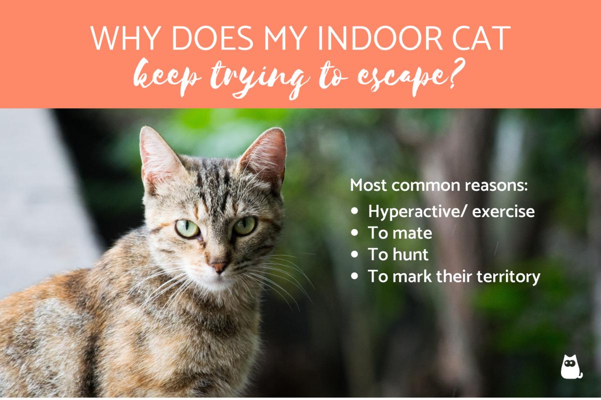 Why Does My Indoor Cat Keep Trying to Escape?