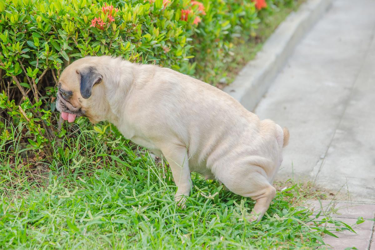 My Female Dog Keeps Squatting But Not Peeing