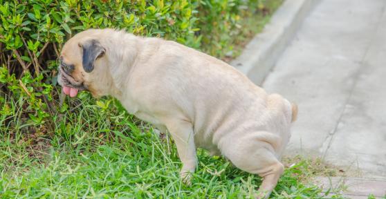 My Female Dog Keeps Squatting But Not Peeing