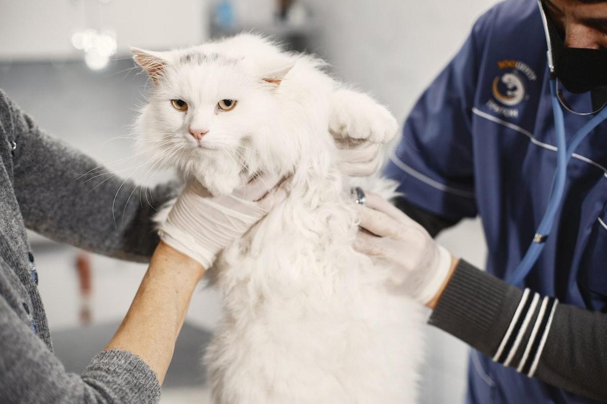 Azithromycin for Cats - Dosage, Uses and Side Effects
