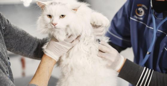 Azithromycin for Cats - Dosage, Uses and Side Effects