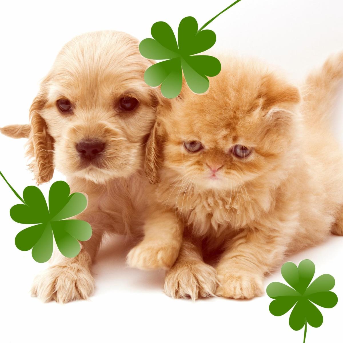 Irish Names for Cats and Dogs