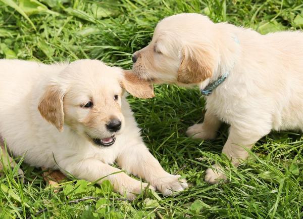 Why Won't My Dog Play With Me? - The importance of play behavior in dogs