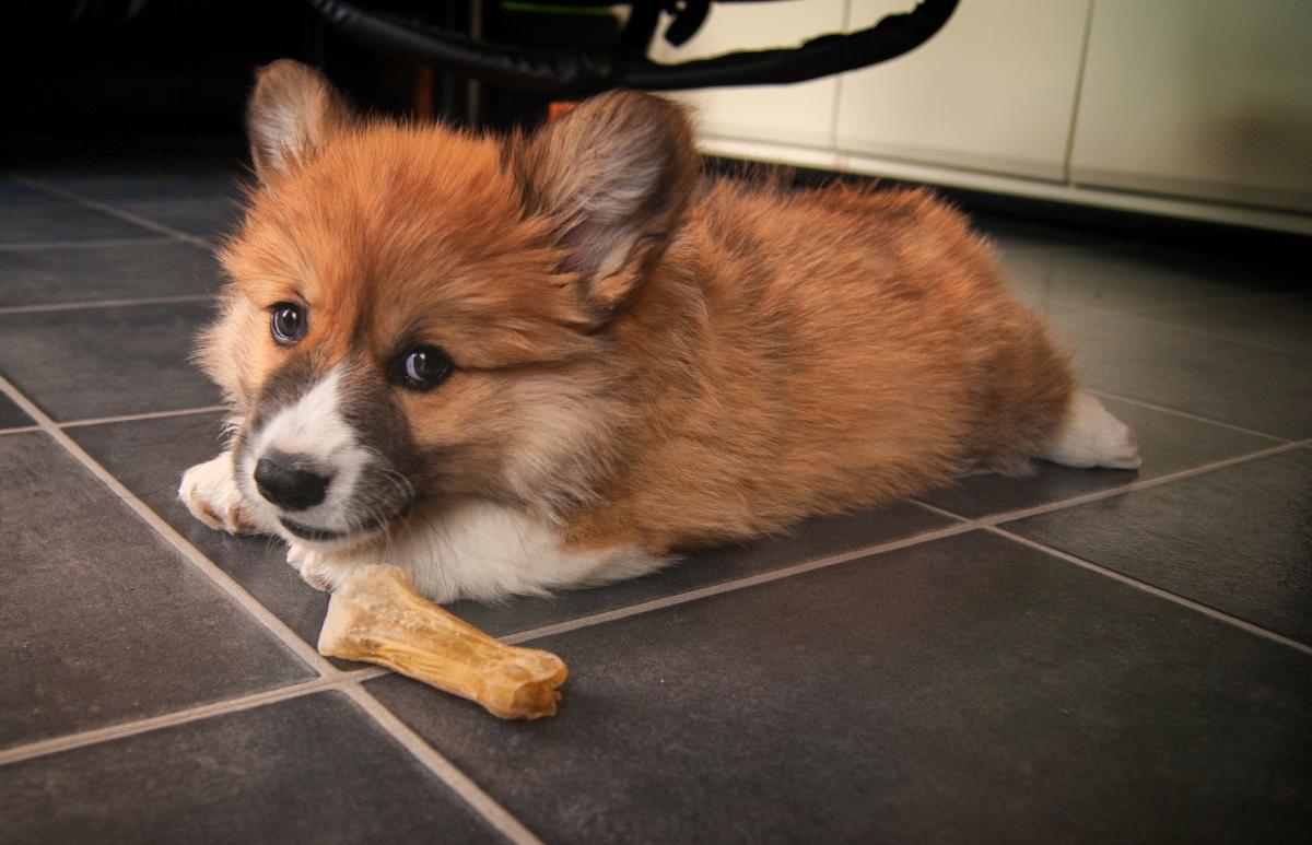 What is Splooting in Dogs?