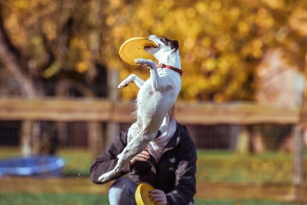 Why Won't My Dog Play With Me? - What should I do if my dog doesn't want to play? How can I motivate him?