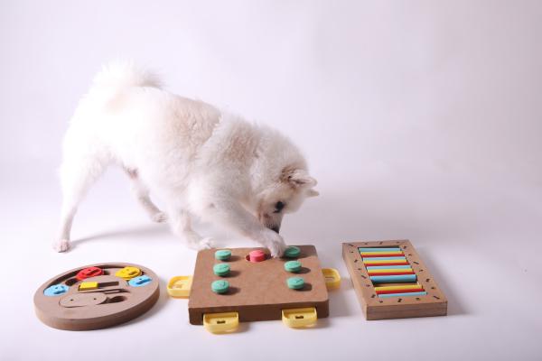 Why Won't My Dog Play With Me? - Why doesn't a dog want to play?