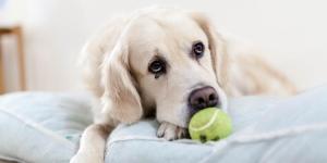 Why Won't My Dog Play With Me?