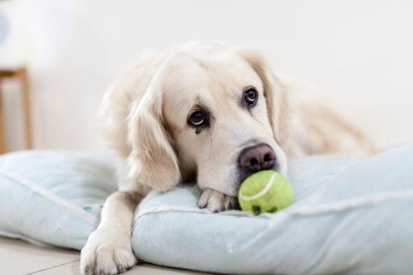 Why Won't My Dog Play With Me?