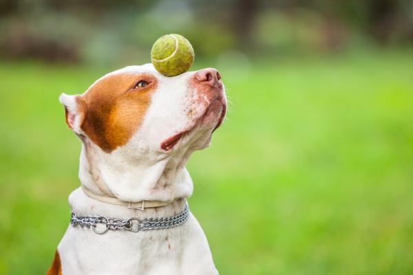 Why Won't My Dog Play With Me? -