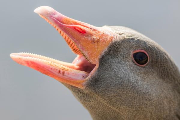 Do Geese Have Teeth? - Goose Teeth - Anatomy of the beak of geese