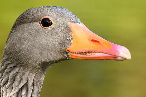 Do Geese Have Teeth? - Goose Teeth - Do ducks have teeth?