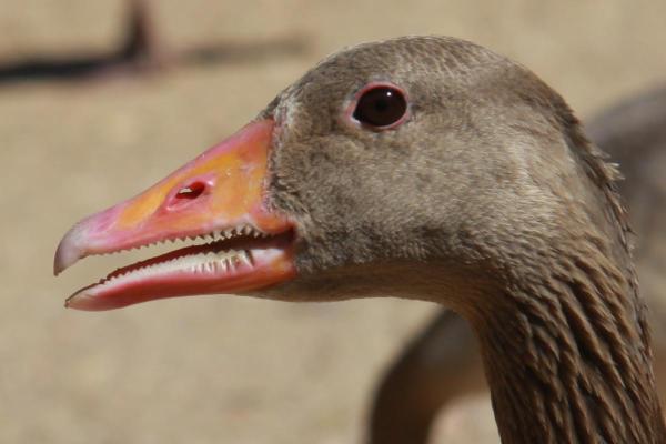 Do Geese Have Teeth? - Goose Teeth