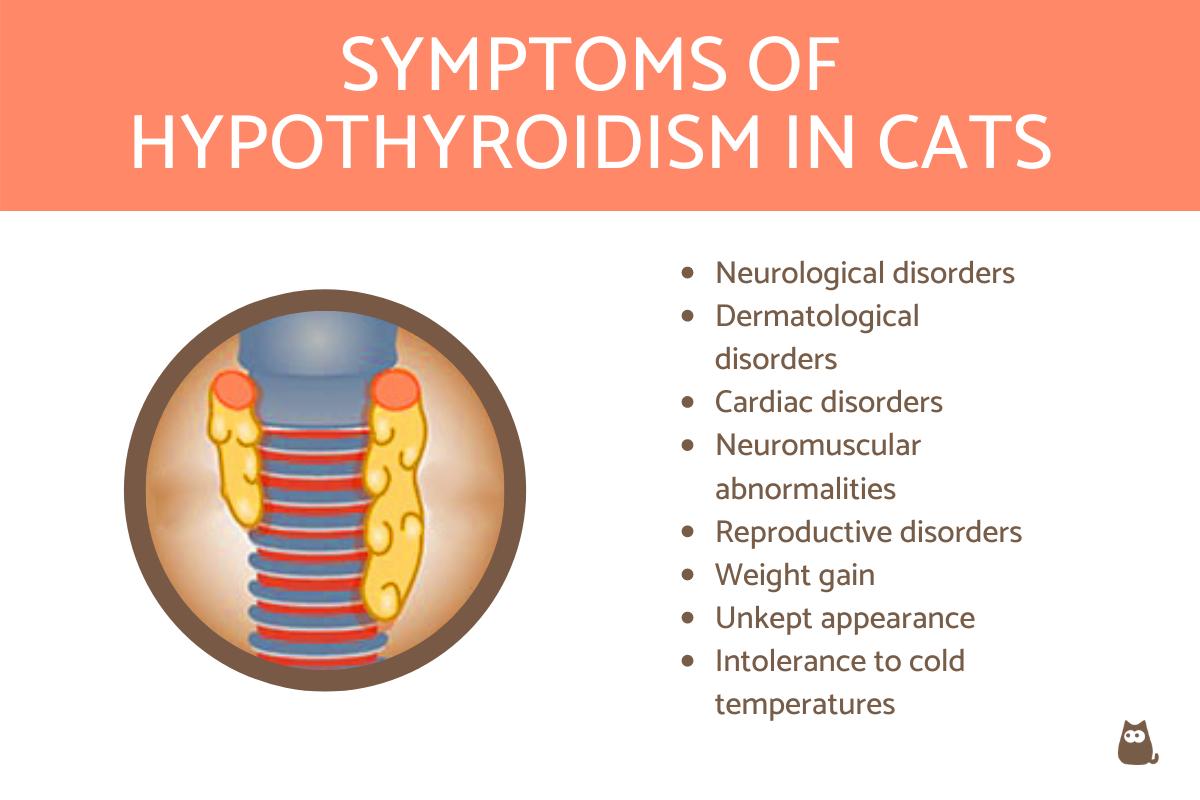 Picture of Symptoms of Hypothyroidism in Cats - Does Your Cat Have Hypothyroidism?