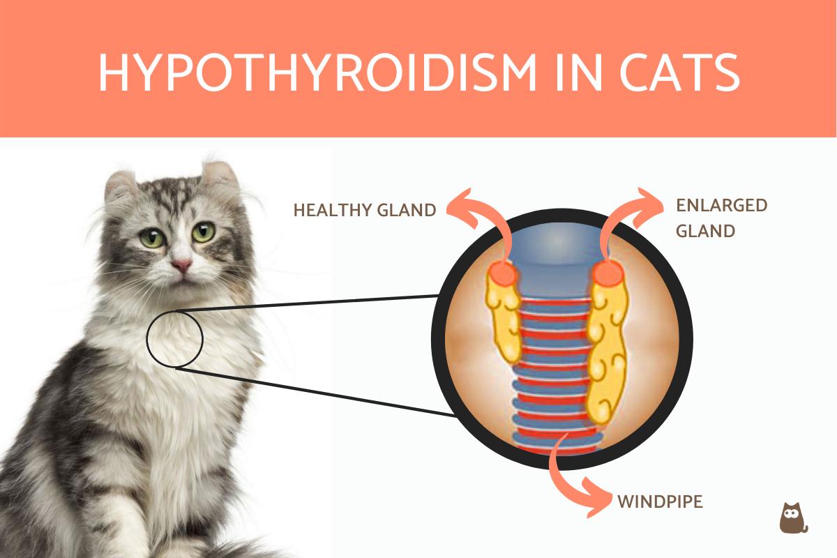 View of Symptoms of Hypothyroidism in Cats - Does Your Cat Have Hypothyroidism?