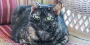 What Breed Is a Tortoiseshell Cat?