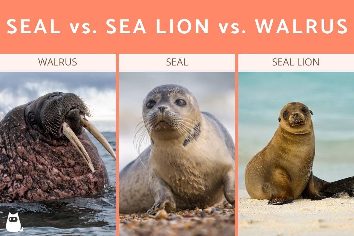 Differences Between Seal vs. Sea Lion vs. Walrus