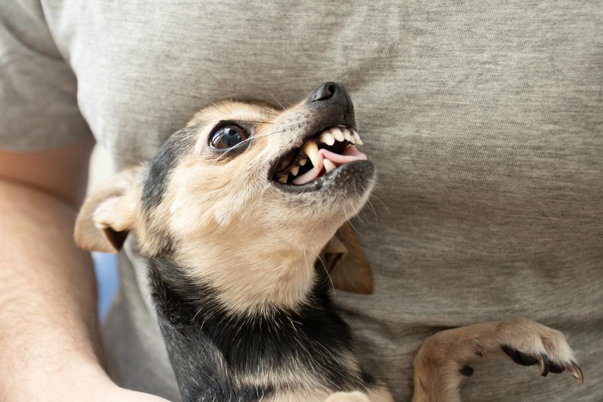 Why Are Chihuahuas So Aggressive?