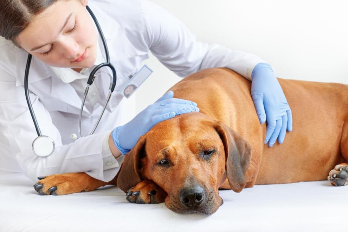 Cholestasis in Dogs - Symptoms, Causes and Treatment
