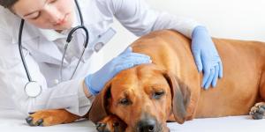 Cholestasis in Dogs - Symptoms, Causes and Treatment
