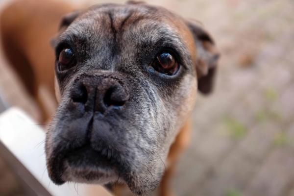 My Dog Is Overprotective of Me - Reasons why your dog is overprotective