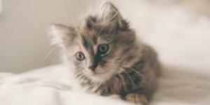 Classic Russian Names for Cats - With Meanings