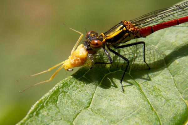 Do Dragonflies Bite or Sting? - Do dragonflies sting or bite?